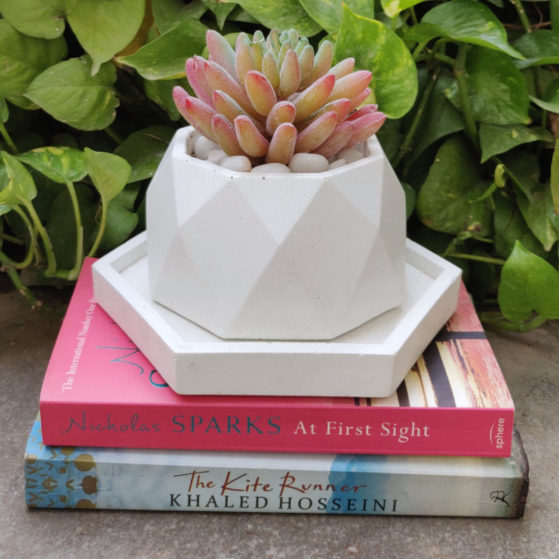 fun succulent pots VARA STORE